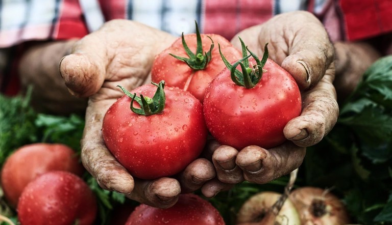 Hands Holidng Ripe Tomatoes