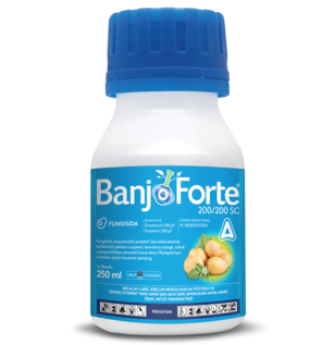 Banjo Forte 200/200 SC