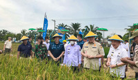 Kumpul Petani Padi Lampung